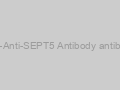 Anti-Anti-SEPT5 Antibody antibody